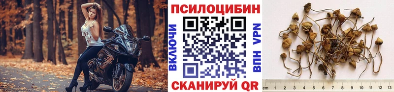 Псилоцибиновые грибы мицелий  купить закладку  Новохопёрск 